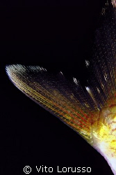 Fishs - Oblada melanura (detail) by Vito Lorusso 